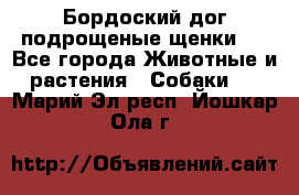 Бордоский дог подрощеные щенки.  - Все города Животные и растения » Собаки   . Марий Эл респ.,Йошкар-Ола г.